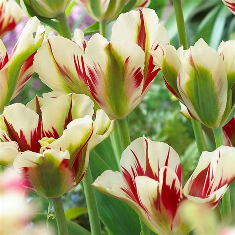 Tulip Flaming Spring Green | Spring green, Tulips, Perfect plants