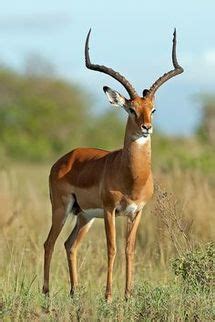 African Antelopes - Wildlife Facts