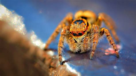 spiders, Arachnids Wallpapers HD / Desktop and Mobile Backgrounds