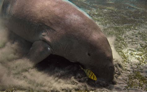 Dugong | Dugong, Vulnerable species, Marine mammals