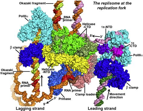 Structure of the PolIIIα-τc-DNA Complex Suggests an Atomic Model of the ...