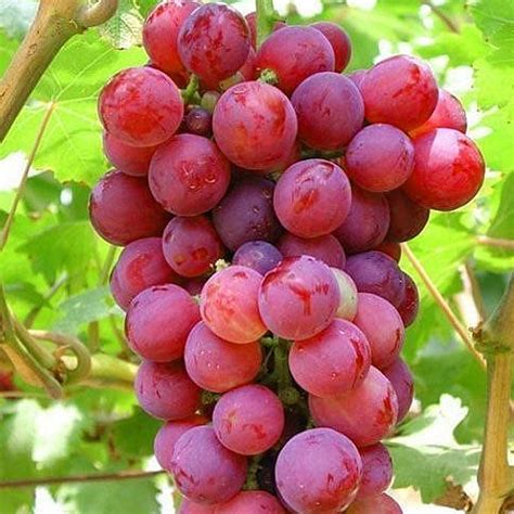 Grape Vine Vitis Red Deciduous Climbing Fruit Plant Hardy Outdoor ...