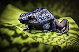 Blue Poison Dart Frog Amazon Rain Forest Photograph by Dirk Ercken