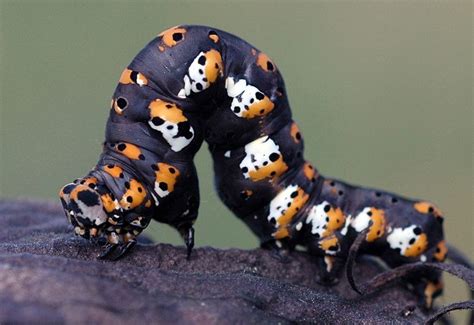 Black Witch Moth Caterpillar - imgarcade.com | Insect collection ...