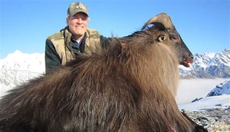 Himalayan Tahr Hunting - Manuka Point Lodge