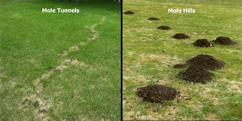 Our Tips for Mole Control and Damage | RLM Inc.