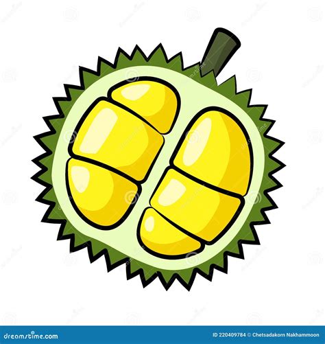 Durian in Drawing Style Isolated . Stock Vector - Illustration of ...