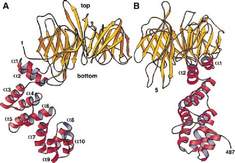 Figure 4 from Atomic Structure of Clathrin A β Propeller Terminal ...