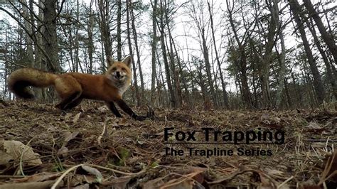 Trapline Series: Fox Trapping - YouTube