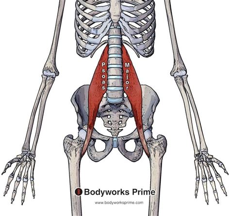 Psoas Major Muscle Anatomy - Bodyworks Prime