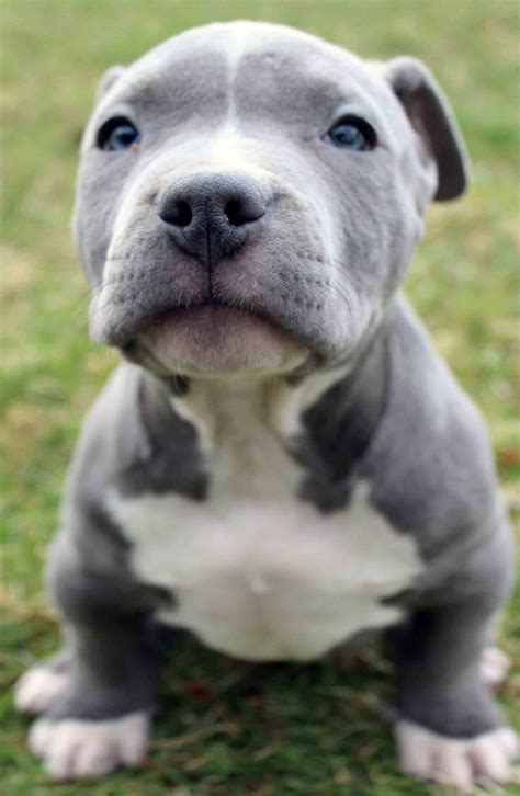 Cute Pitbull Puppies Wallpapers on WallpaperDog