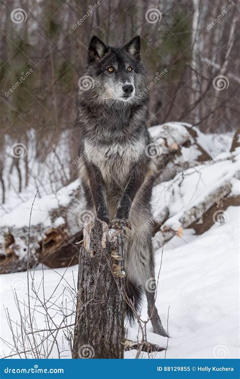 Black Phase Grey Wolf Canis Lupus Paws on Stump Stock Image - Image of ...