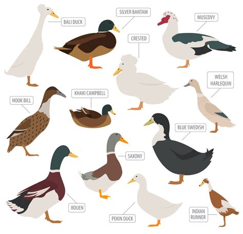 Rare Duck Breeds - 15 Ducks That'll Make You Quack In Awe 🦆