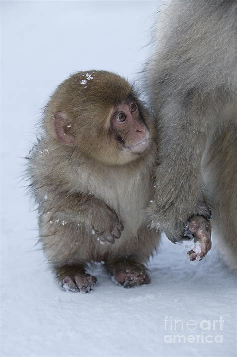 Baby Snow Monkey Photograph by Jean-Louis Klein & Marie-Luce Hubert