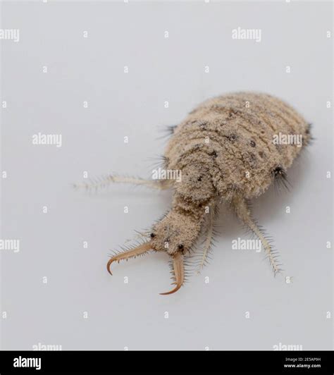 Antlion Larva High Resolution Stock Photography and Images - Alamy