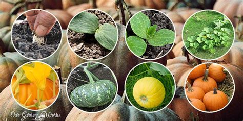 22+ Early Pumpkin Plant Stages - CameronCoel