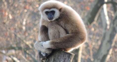 White Handed Gibbon Habitat, Facts, Behavior, Diet