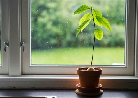 Growing avocado trees indoors ???? ???? A step-by-step beginner's guide