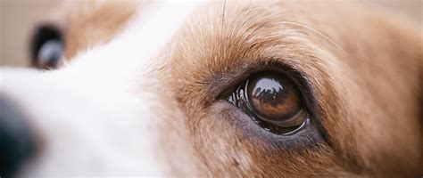 Corneal Ulcers: A Pet Owner’s Guide for Treatment Success | Today's ...