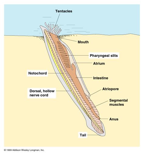 Cephalochordata