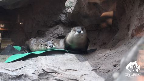 Cute River Otters after a swim | North American river otter, fur | Cute ...