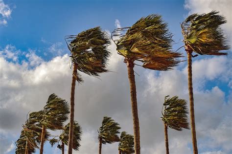 Palm Trees Wind Windy - Free photo on Pixabay - Pixabay