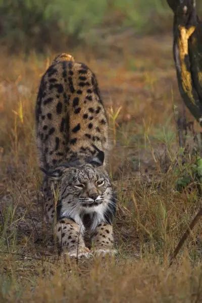 Iberian Lynx - Facts, Diet, Habitat & Pictures on Animalia.bio