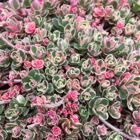 Sedum Spurium Tricolor groundcover succulent | Sedum, Succulents ...