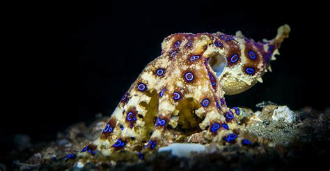 The blue-ringed octopus: small, vibrant and exceptionally deadly ...