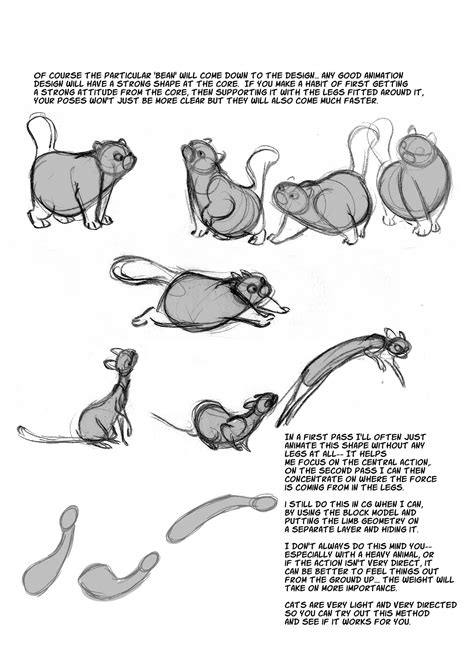 Cat Anatomy Notes– The Spine