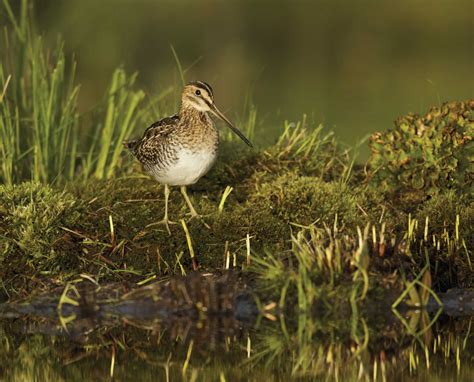 Snipe Hunting is Not Just a Prank - Project Upland