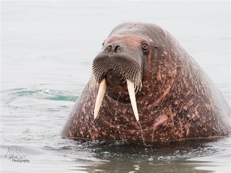 Walrus