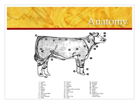 PPT - Beef Cattle Basics PowerPoint Presentation, free download - ID ...