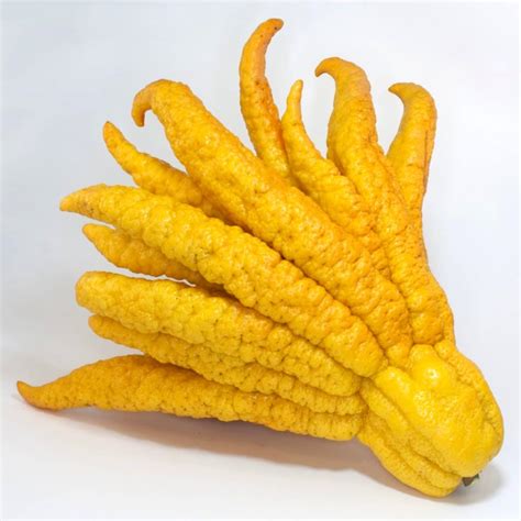 Buddha's hand citron - tips on growing this uncanny outdoor citrus tree