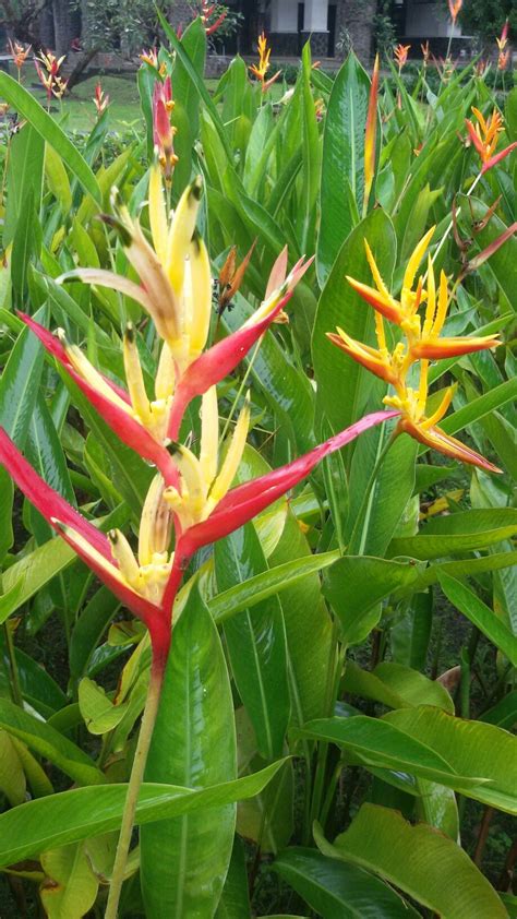 Heliconia