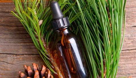 Pine Oil Benefits. 🌲 Cleanses the home of bacteria… | by April Shehorn ...