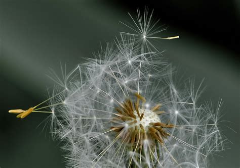 White Dandelion in Closeup Photography · Free Stock Photo