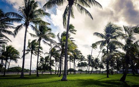 Wallpaper ID: 732249 / Trees, Palm, Miami, Beach, USA, 2K, Florida free ...