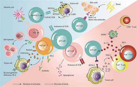 New review summarizes latest research on gamma delta T cells for tumor ...