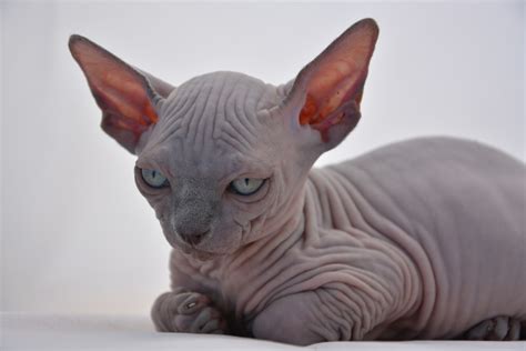 Sphynx Kittens , Sphynx Cats - Indigo Sphynx Kittens - Canadian Sphynx ...