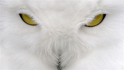 white owl symbolism | Tania Marie