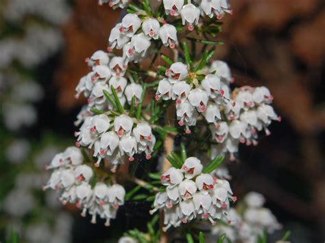 Ericaceae - Erica arborea-2 | Ericaceae - Erica arborea | Flickr