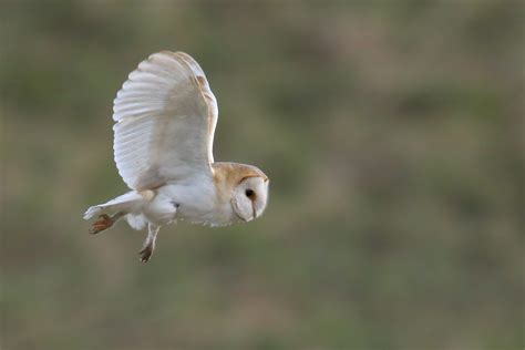 Owls In Ohio: All 12 Species In The Buckeye State