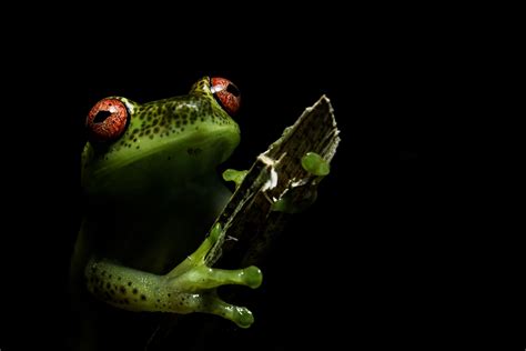 Download Amphibian Animal Frog HD Wallpaper