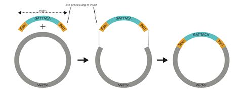 Designed Plasmid Vector