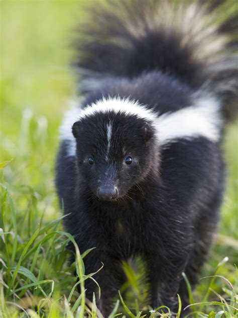 That Skunk Doesn't WANT to Spray You (or Your Dog) – WildCare