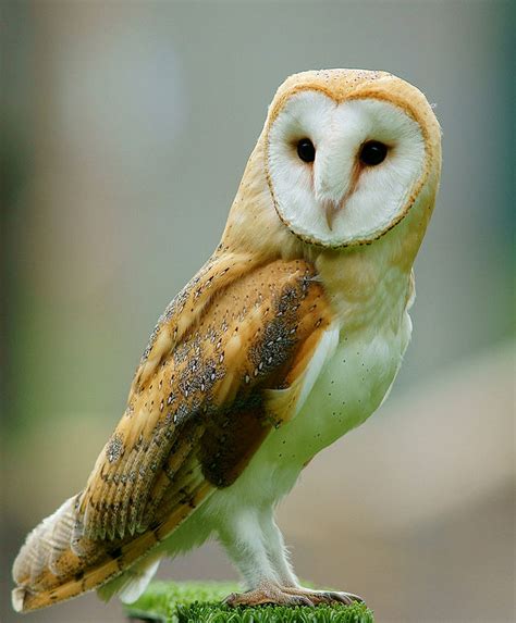 Barn Owl Facts