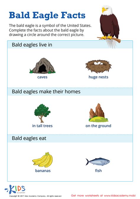 Bald Eagle Interesting Facts