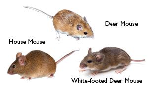 Wild Animal Management MN | Deer Mice, Mice & Rodents Part 1