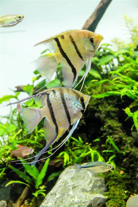 Freshwater Angelfish • (Types, Tank Mates & Care)